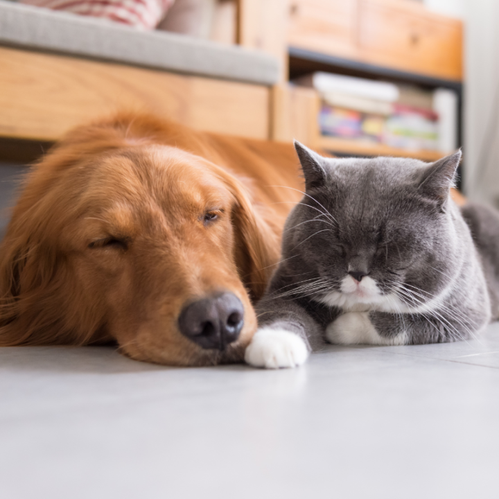 Le Shampoing tout doux - Spécial chien et autres animaux