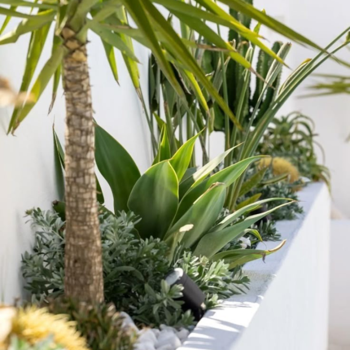 Engrais pour plantes et fleurs intérieur et extérieur