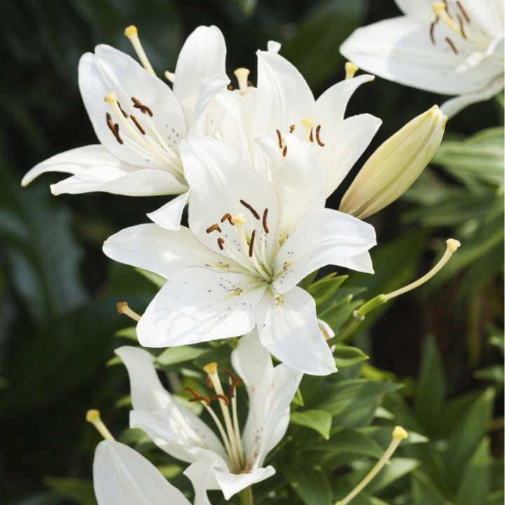 Engrais pour plantes et fleurs intérieur et extérieur